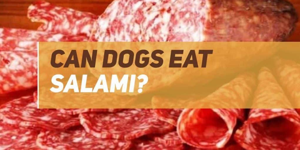 Can Dogs Eat Salami? PUPPYFAQS