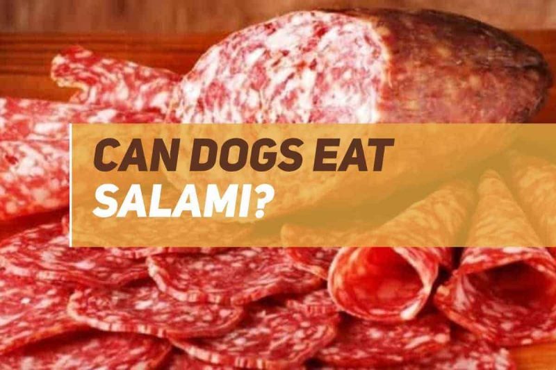 Can Dogs Eat Salami? PUPPYFAQS
