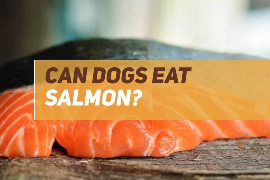Can Dogs Eat Salmon? PUPPYFAQS