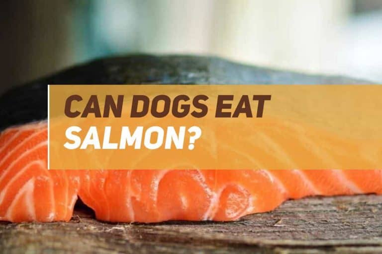 Can Dogs Eat Salmon? PUPPYFAQS