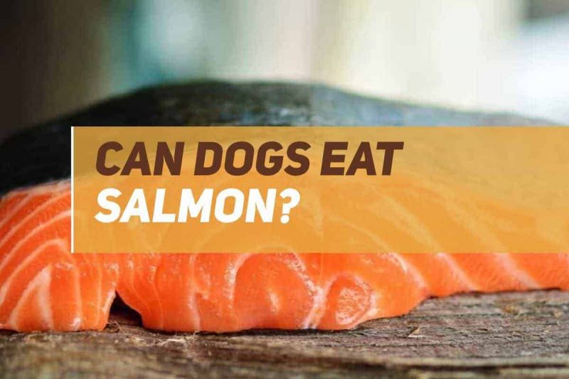 Can Dogs Eat Salmon? PUPPYFAQS