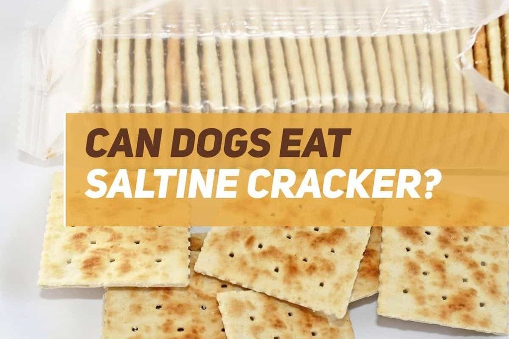 Can Dogs Eat Saltine Crackers? PUPPYFAQS