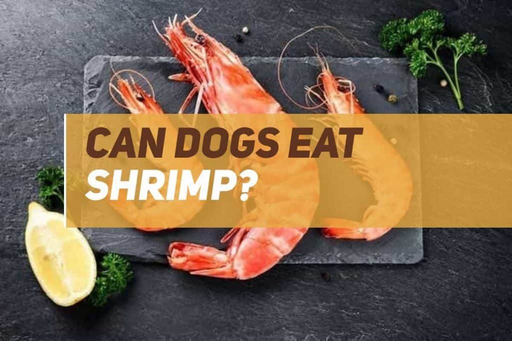 Can Dogs Eat Shrimp? PUPPYFAQS