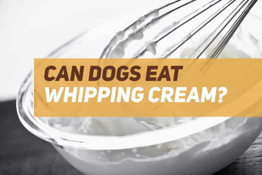 Can Dogs Eat Whipping Cream? PUPPYFAQS