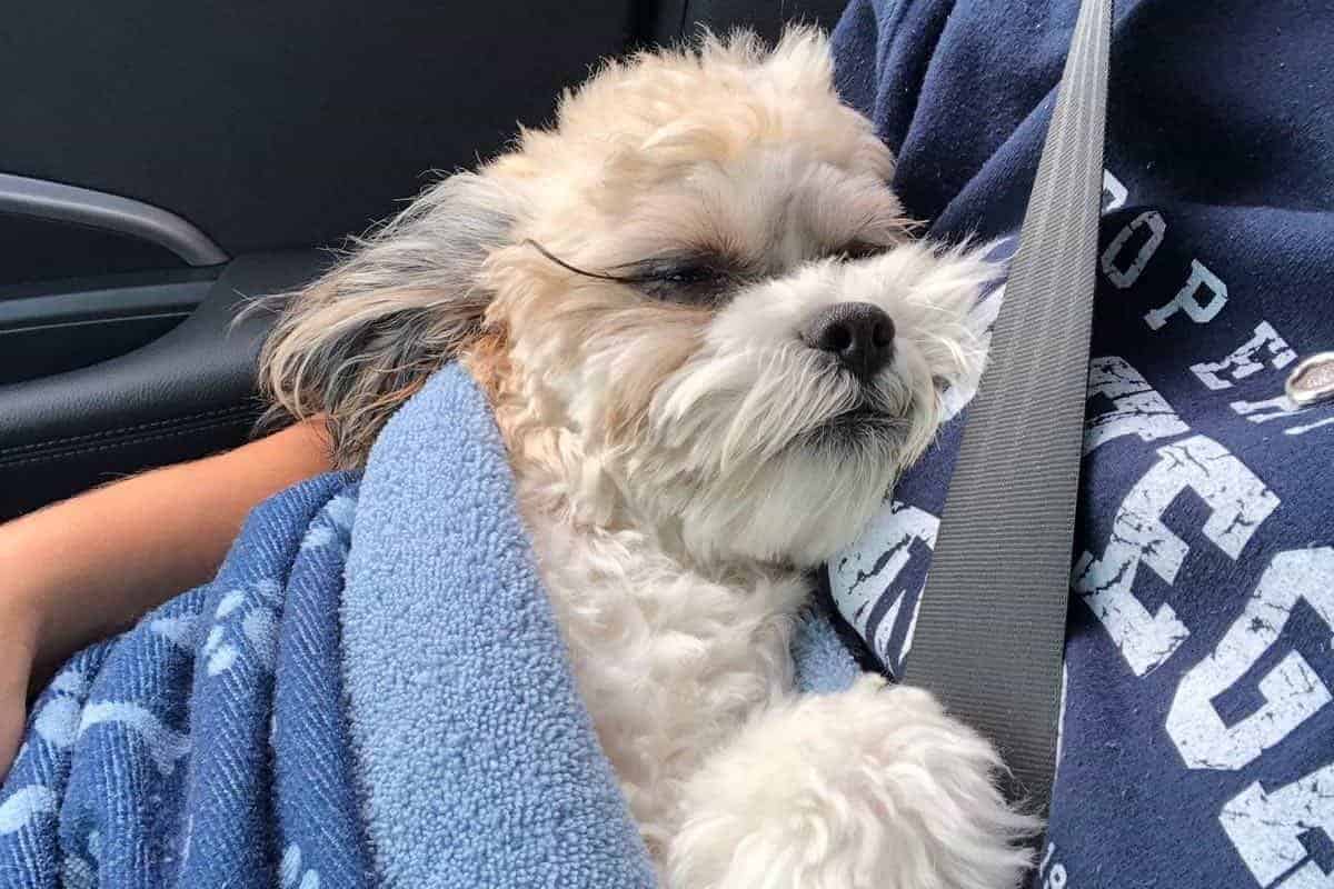 Jimmy coming home after his surgery