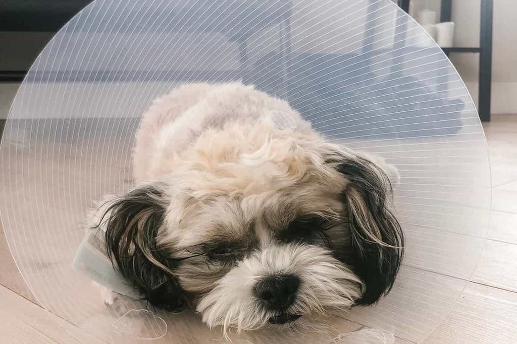 How Long Should A Puppy Wear A Cone After Being Neutered? PUPPYFAQS