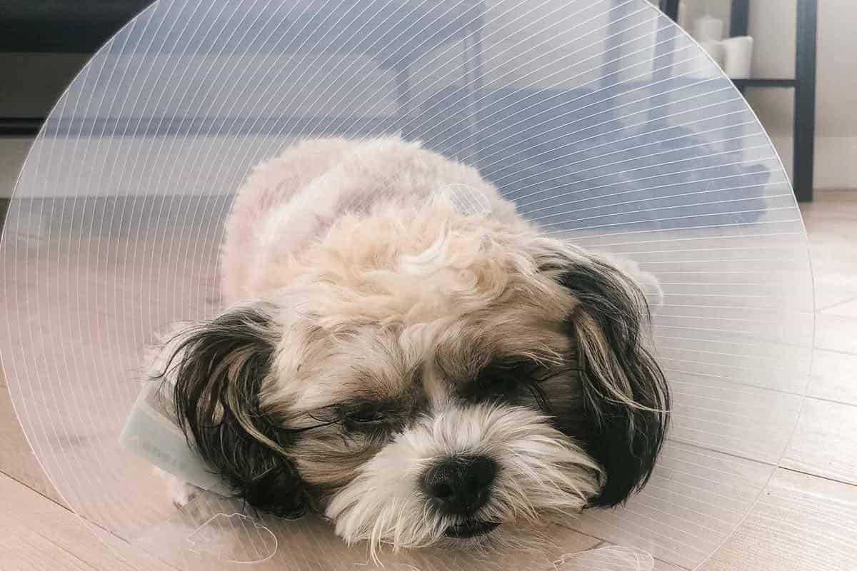 How Long Should A Puppy Wear A Cone After Being Neutered? PUPPYFAQS