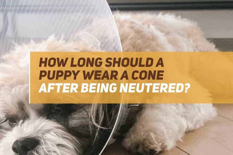 How Long Should A Puppy Wear A Cone After Being Neutered? PUPPYFAQS