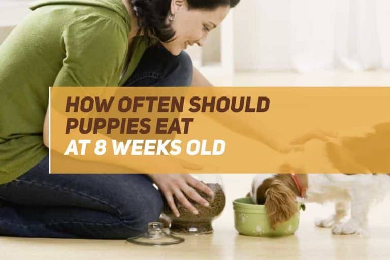 how often should puppies eat at 8 weeks old
