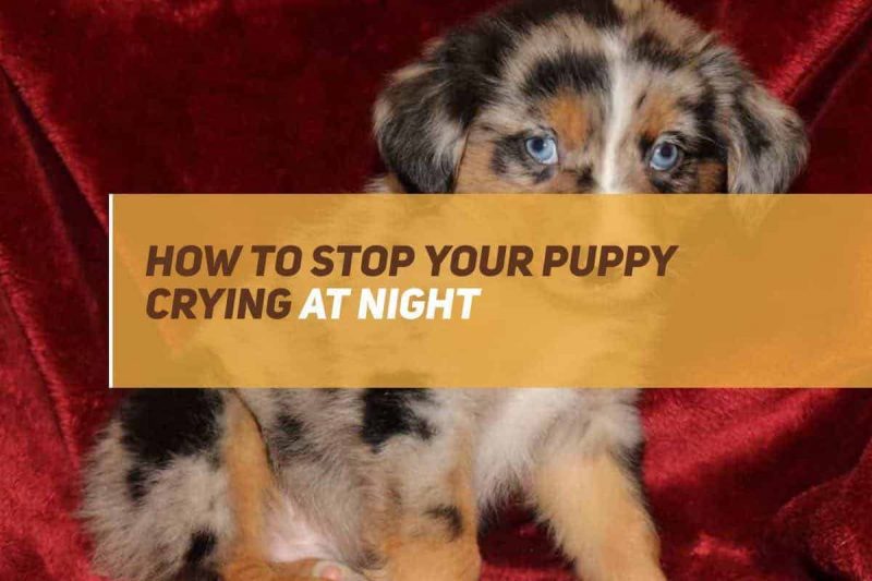 How To Stop Your Puppy Crying At Night! PUPPYFAQS