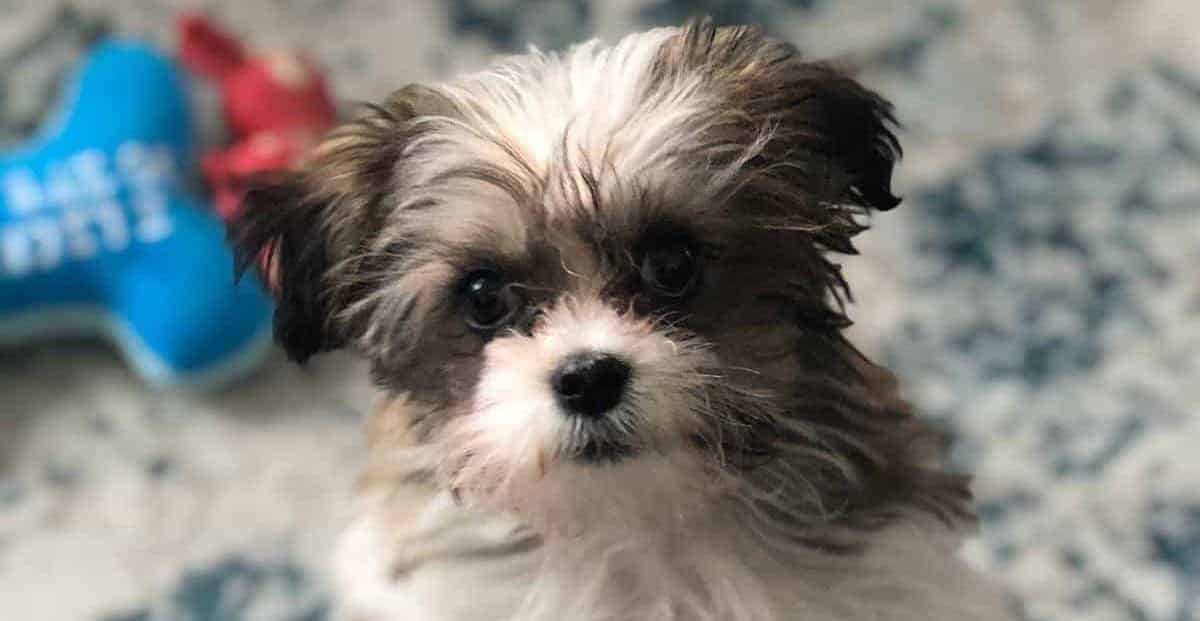 Can Puppies Leave Mother At 6 Weeks [Ultimate Guide] PUPPYFAQS