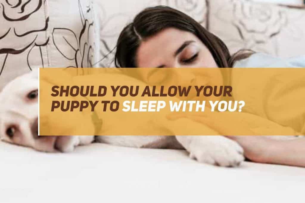 Should You Allow Your Puppy To Sleep With You? PUPPYFAQS