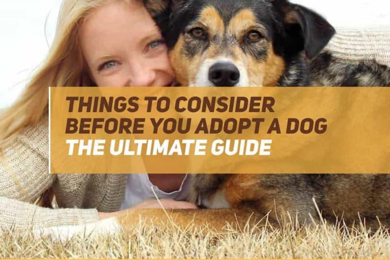 things to consider before adopting a rescue dog
