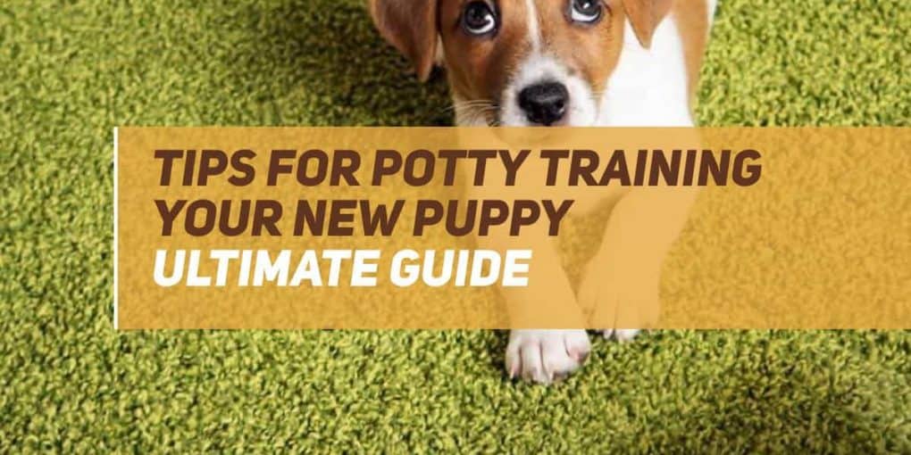 puppy potty training methods