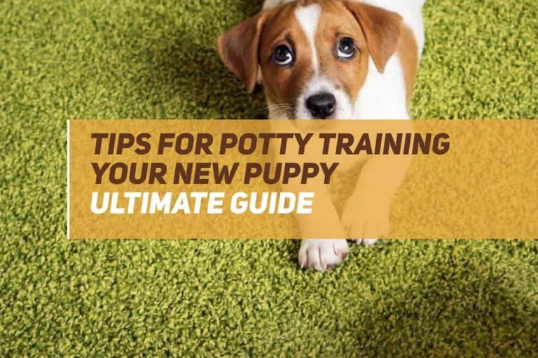 Tips For Potty Training Your New Puppy [Ultimate Guide] PUPPYFAQS
