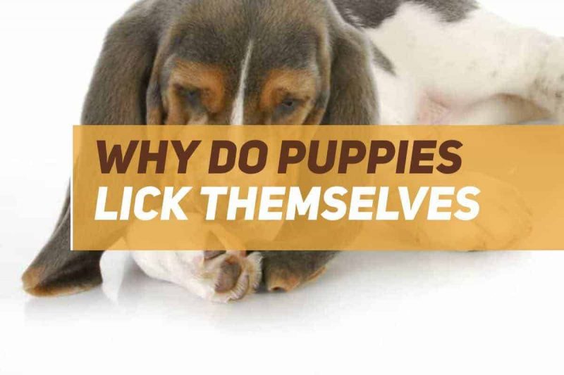 Why Do Puppies Lick Themselves? PUPPYFAQS