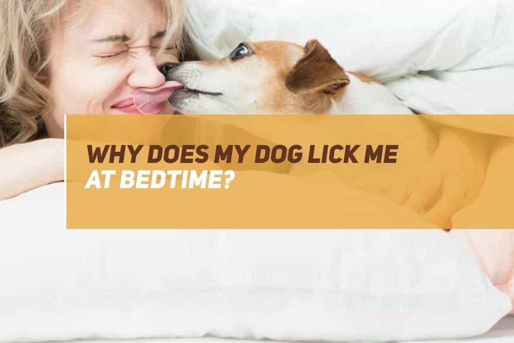 Why Does My Dog Lick Me At Bedtime? PUPPYFAQS