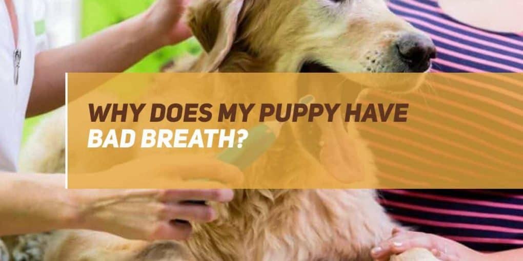puppy teething smelly breath
