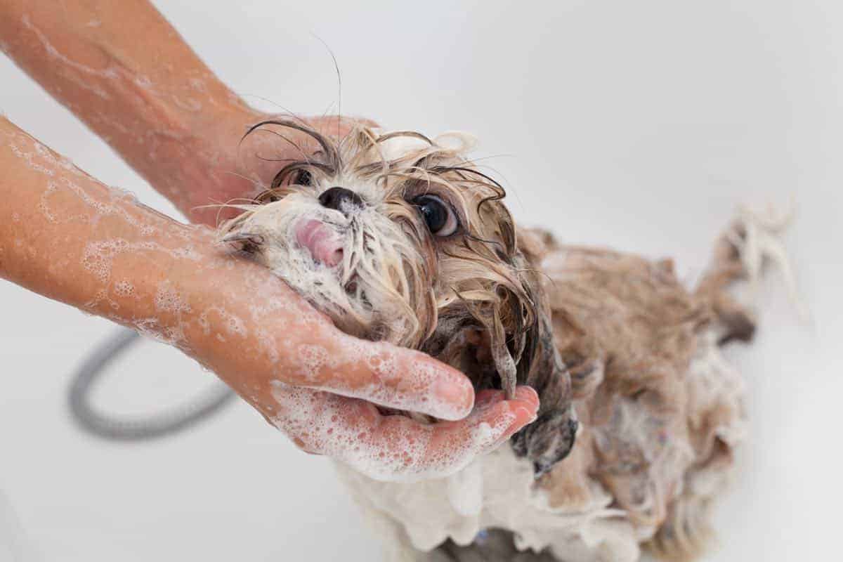 How Often Should You Bathe A Shih Tzu PUPPYFAQS How Often Should You Bathe A Shih Tzu PUPPYFAQS