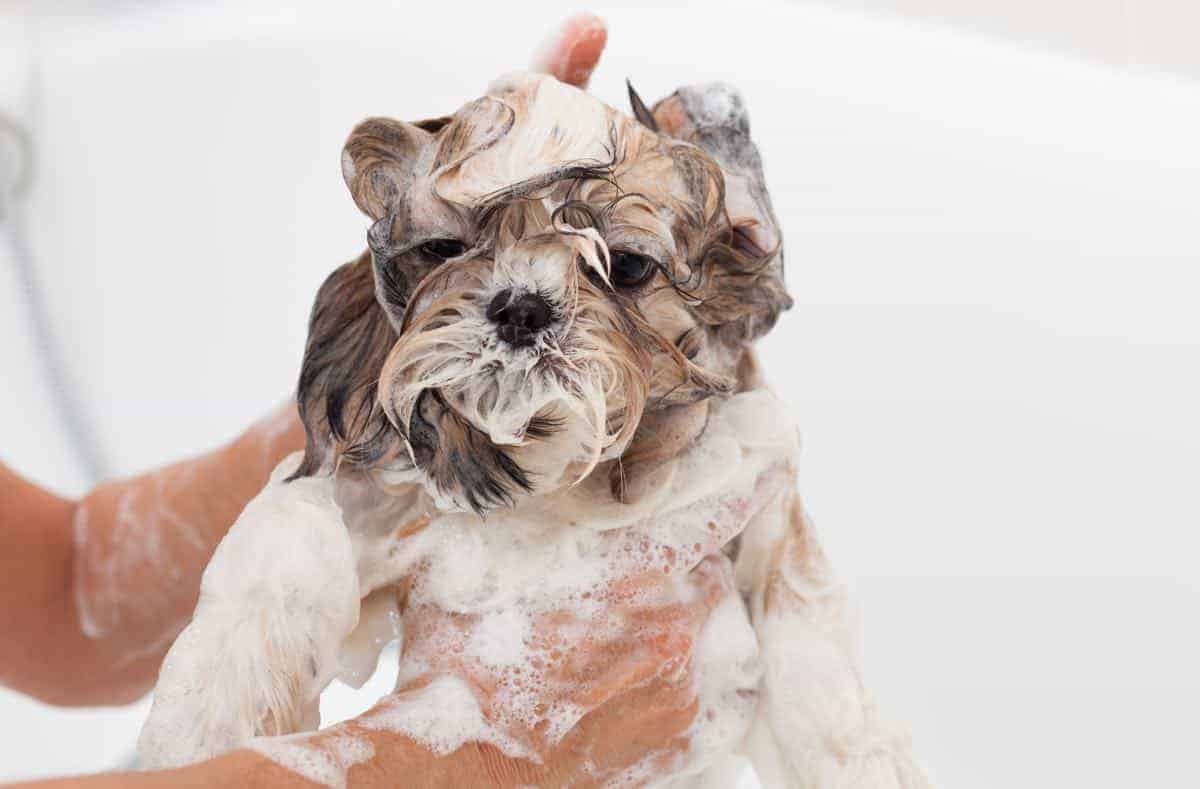 How Often Should You Bathe A Shih Tzu PUPPYFAQS