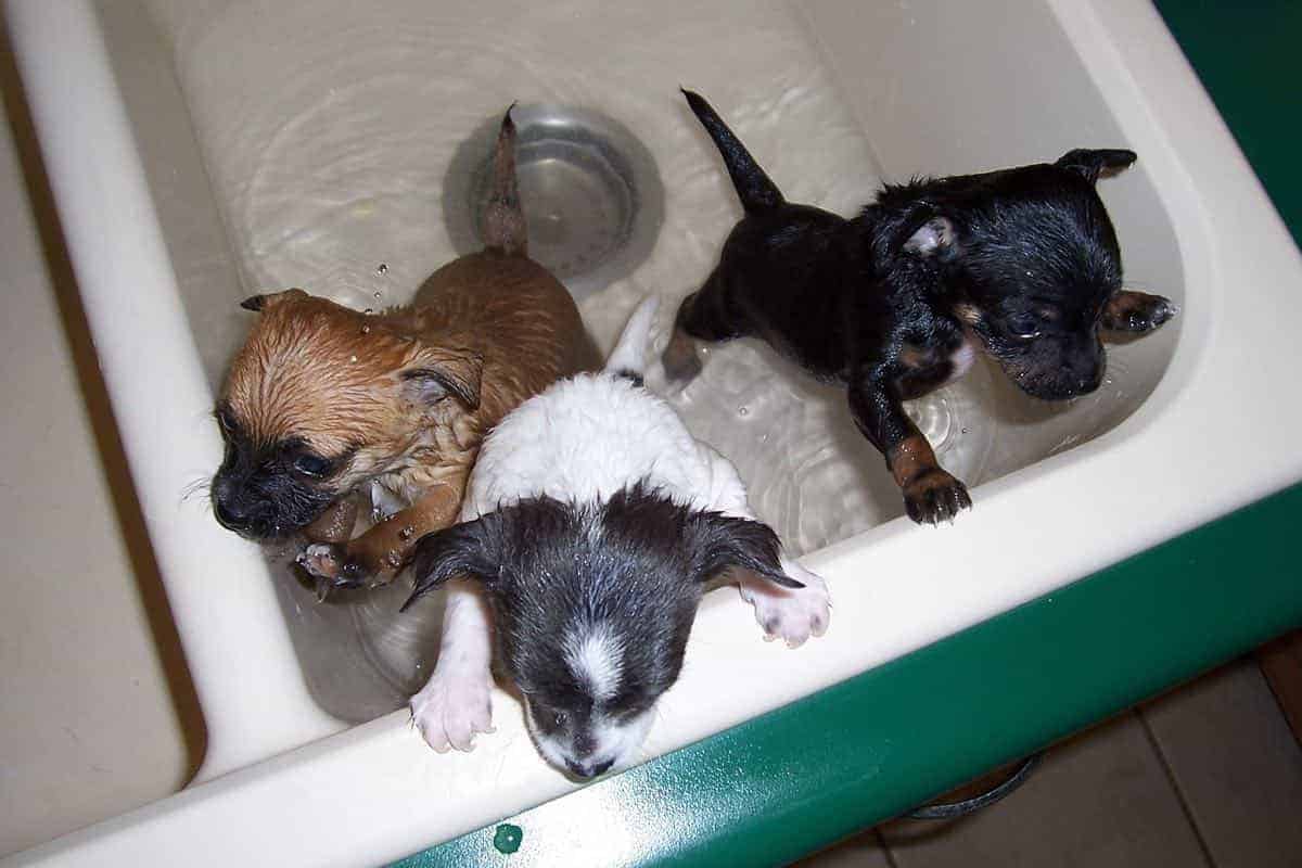 Can You Bathe A Puppy At 8 Weeks? PUPPYFAQS