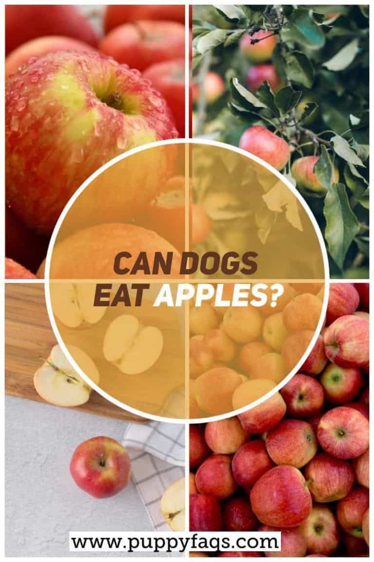 Can Dogs Eat Apples? | PUPPYFAQS - Can Dogs Eat Apples From A Tree