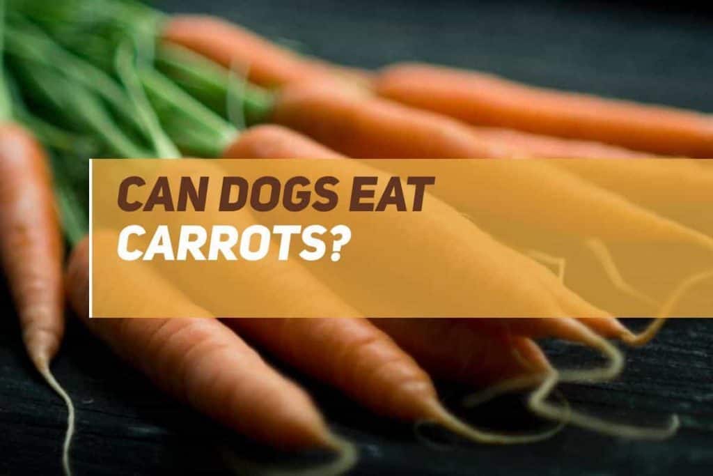 Can Dogs Eat Carrots? PUPPYFAQS