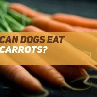 Can Dogs Eat Carrots?