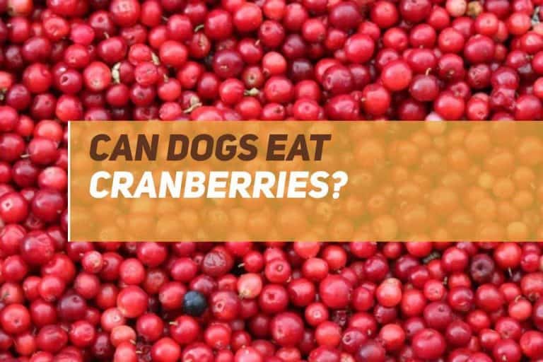 Can Dogs Eat Cranberries? PUPPYFAQS