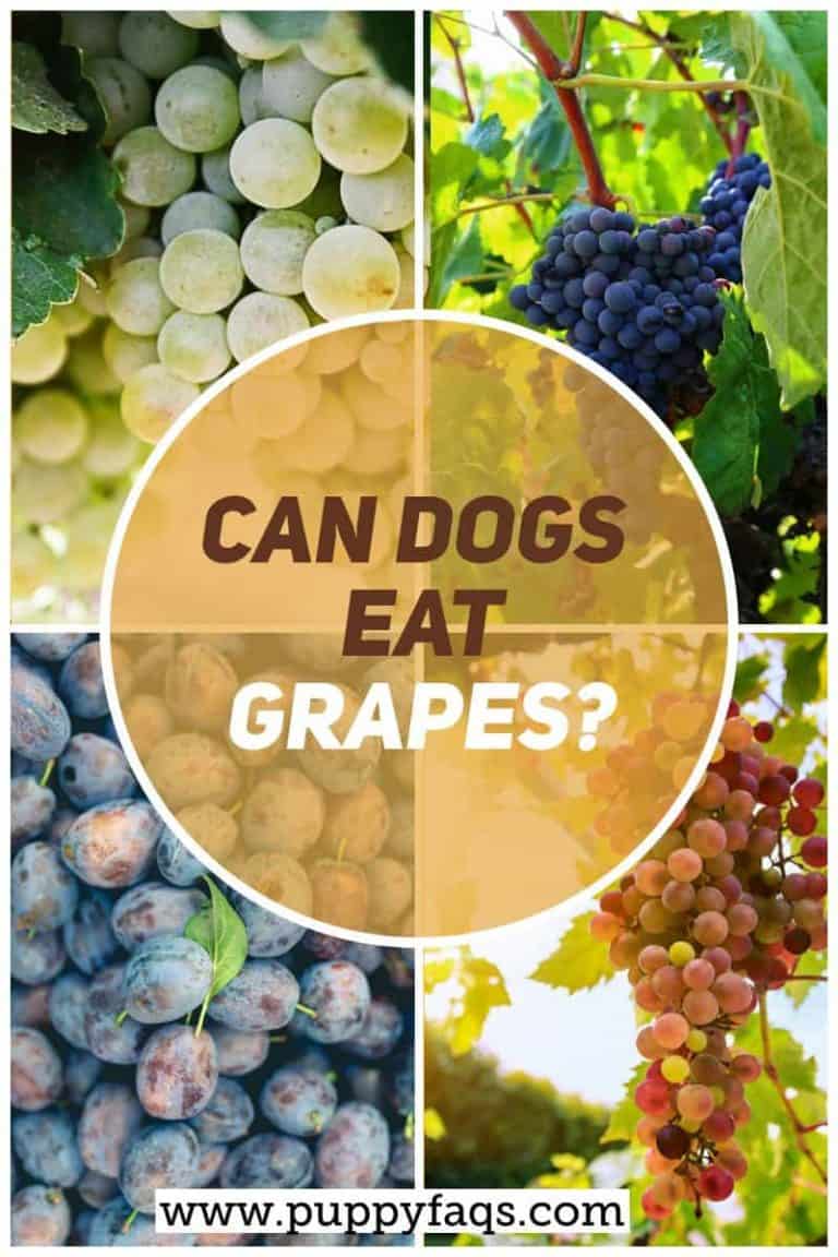Can Dogs Eat Grapes? | PUPPYFAQS