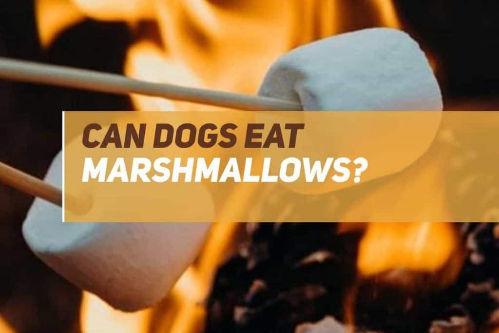 Can Dogs Eat Marshmallows? PUPPYFAQS