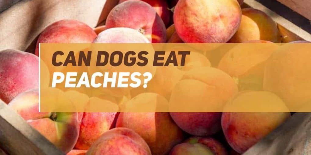 Can Dogs Eat Peaches? PUPPYFAQS