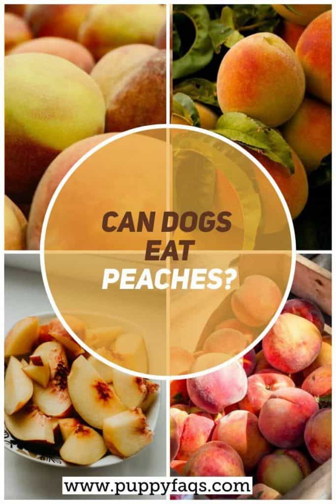 Can Dogs Eat Peaches? PUPPYFAQS