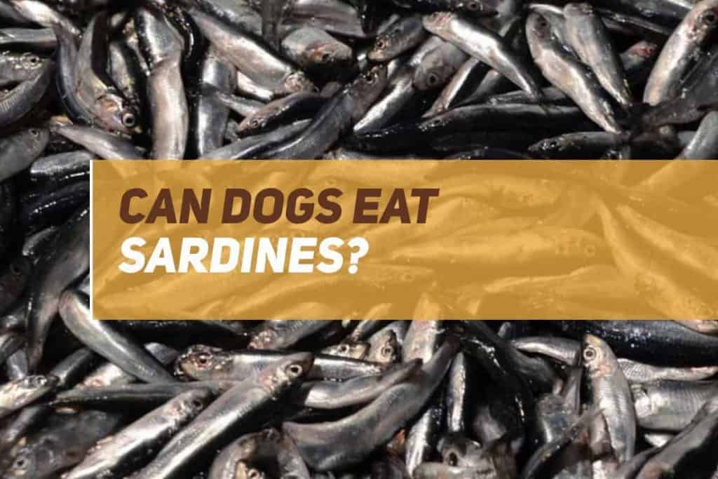 Can Dogs Eat Sardines? PUPPYFAQS