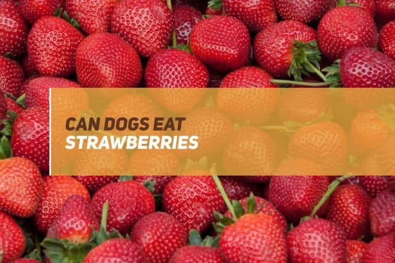 Can Dogs Eat Strawberries? PUPPYFAQS