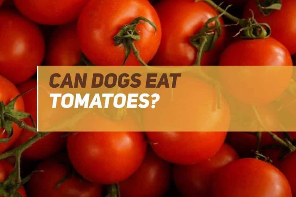 Can Dogs Eat Tomatoes? PUPPYFAQS