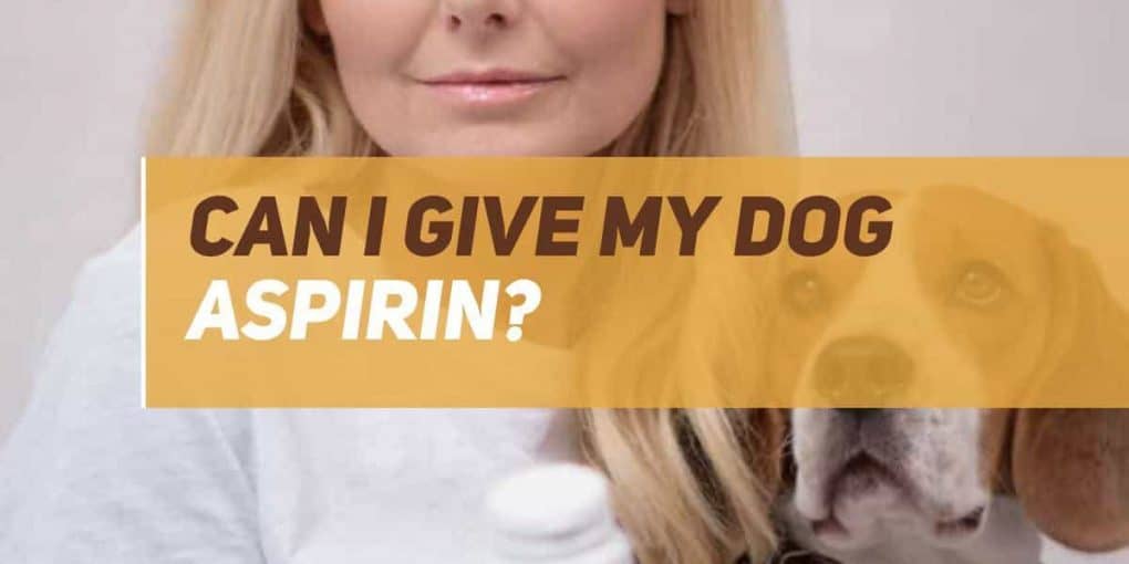 Can I Give My Dog Aspirin? Is Aspirin Safe For Dogs? PUPPYFAQS