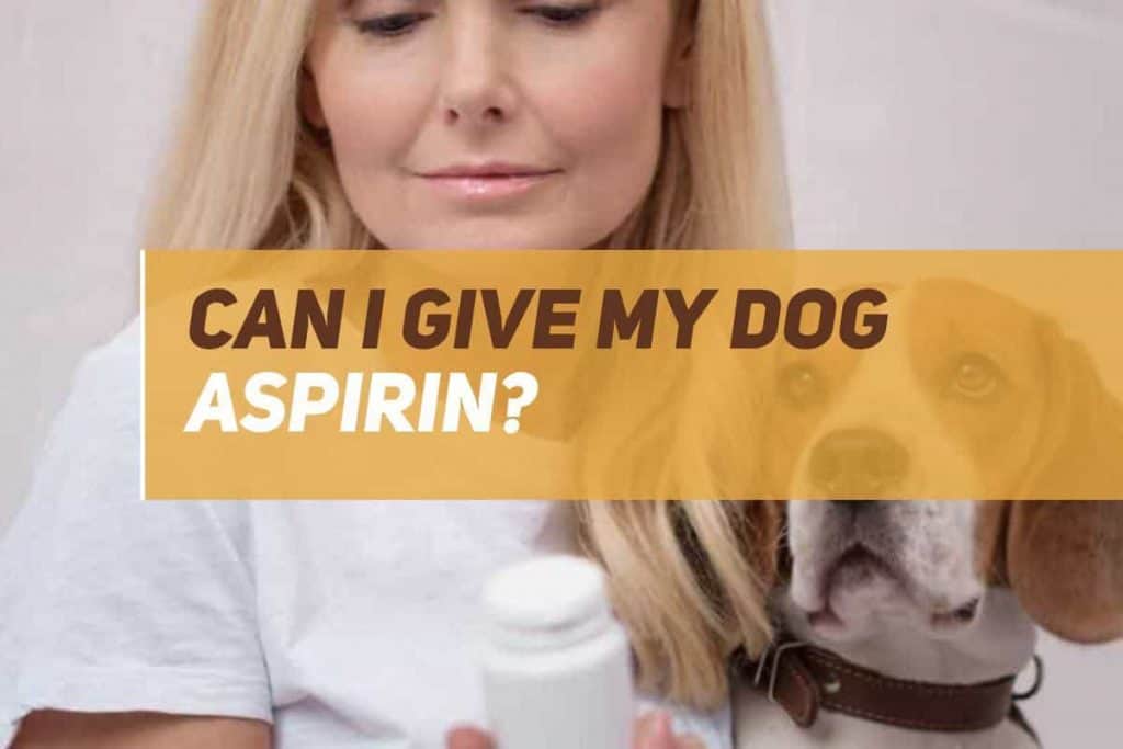 Can I Give My Dog Aspirin? Is Aspirin Safe For Dogs? PUPPYFAQS