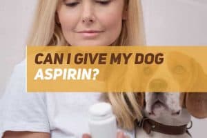 Can I Give My Dog Aspirin? Is Aspirin Safe For Dogs? | PUPPYFAQS