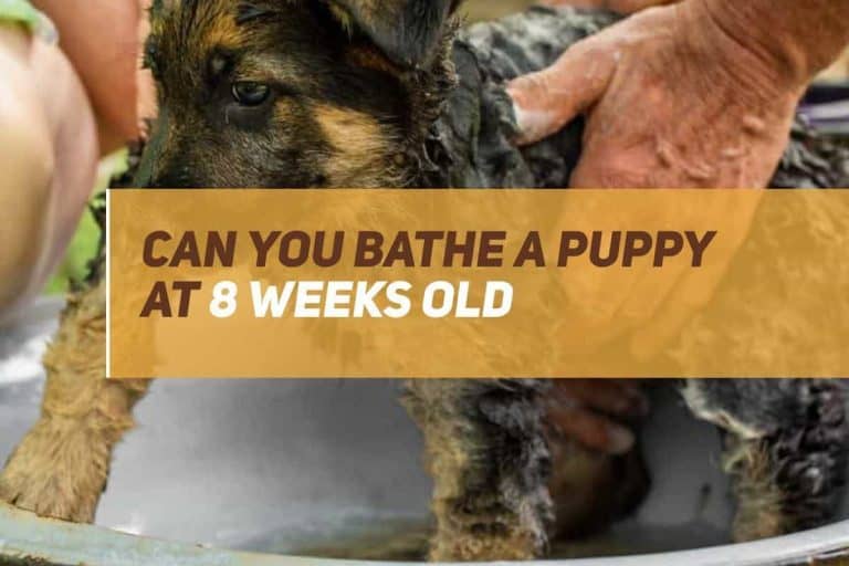 can you bathe a puppy at 8 weeks old