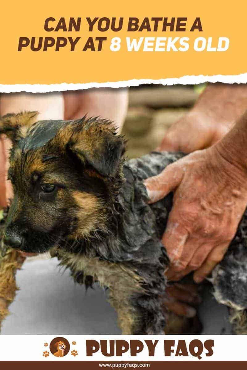 Can You Bathe A Puppy At 8 Weeks? PUPPYFAQS