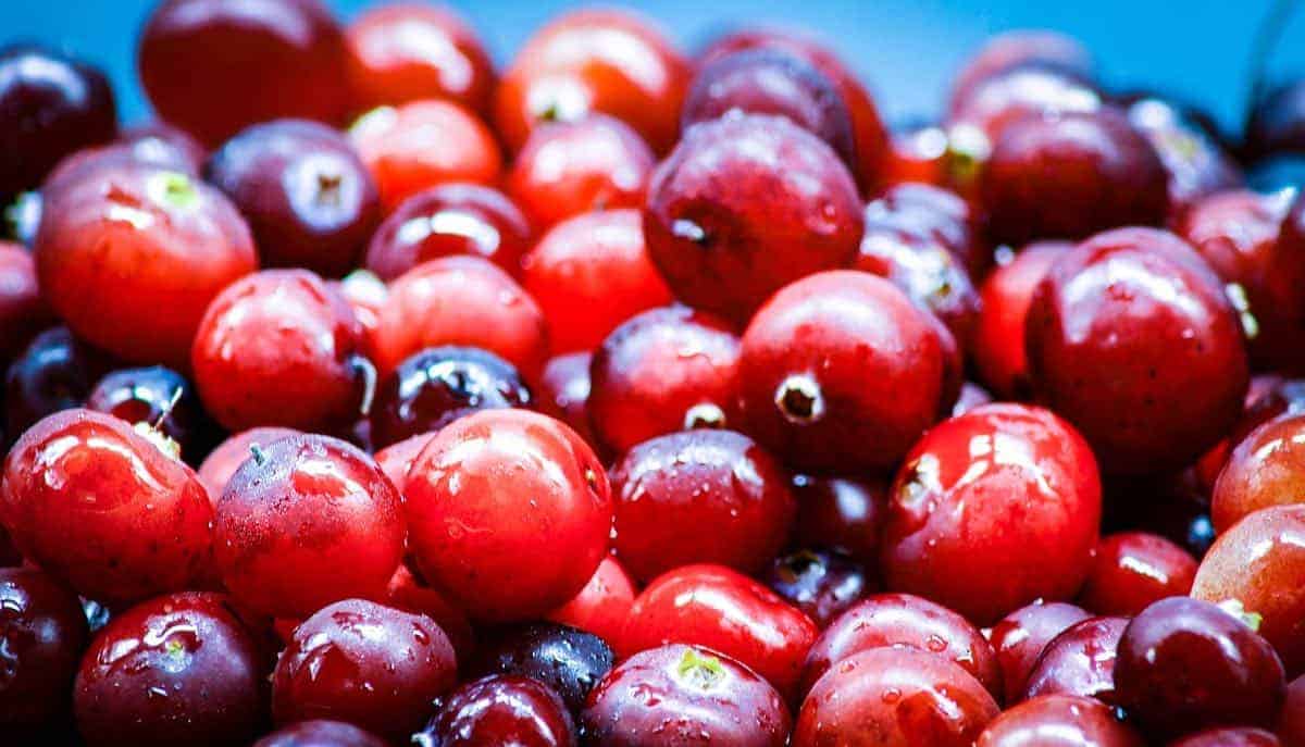 cranberries-2 are cranberries safe for dogs