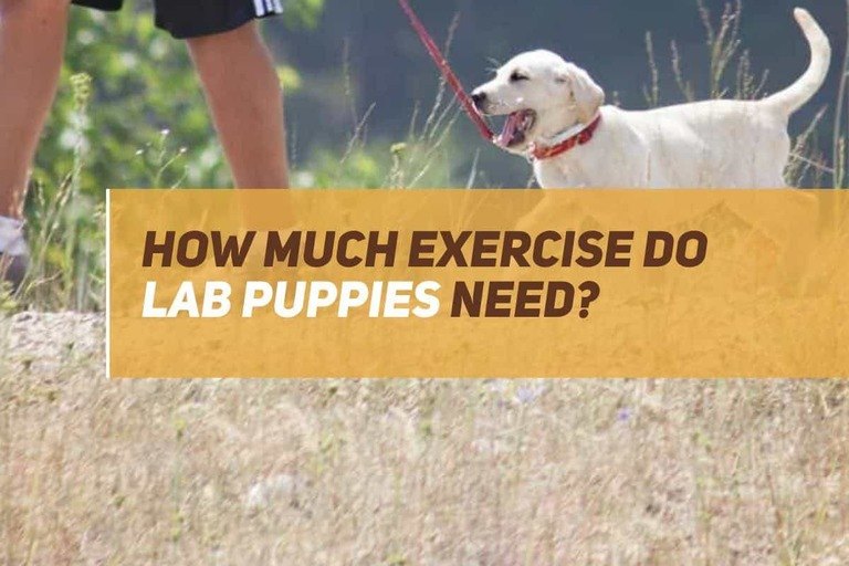 how much exercise do labrador puppies need
