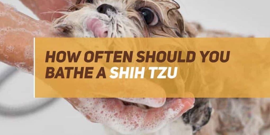How Often Should You Bathe A Shih Tzu? PUPPYFAQS