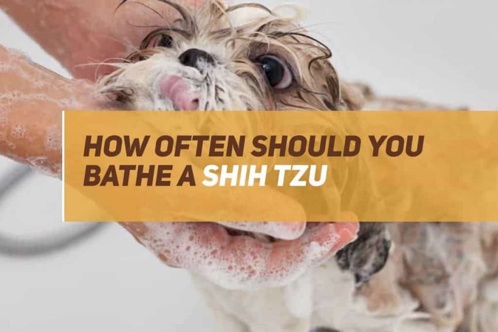 How Often Should You Bathe A Shih Tzu? PUPPYFAQS