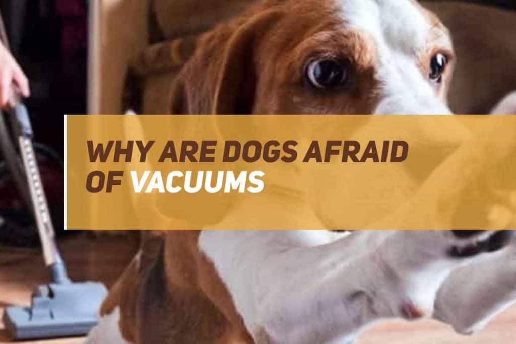 Why Are Dogs Afraid Of Vacuums? PUPPYFAQS