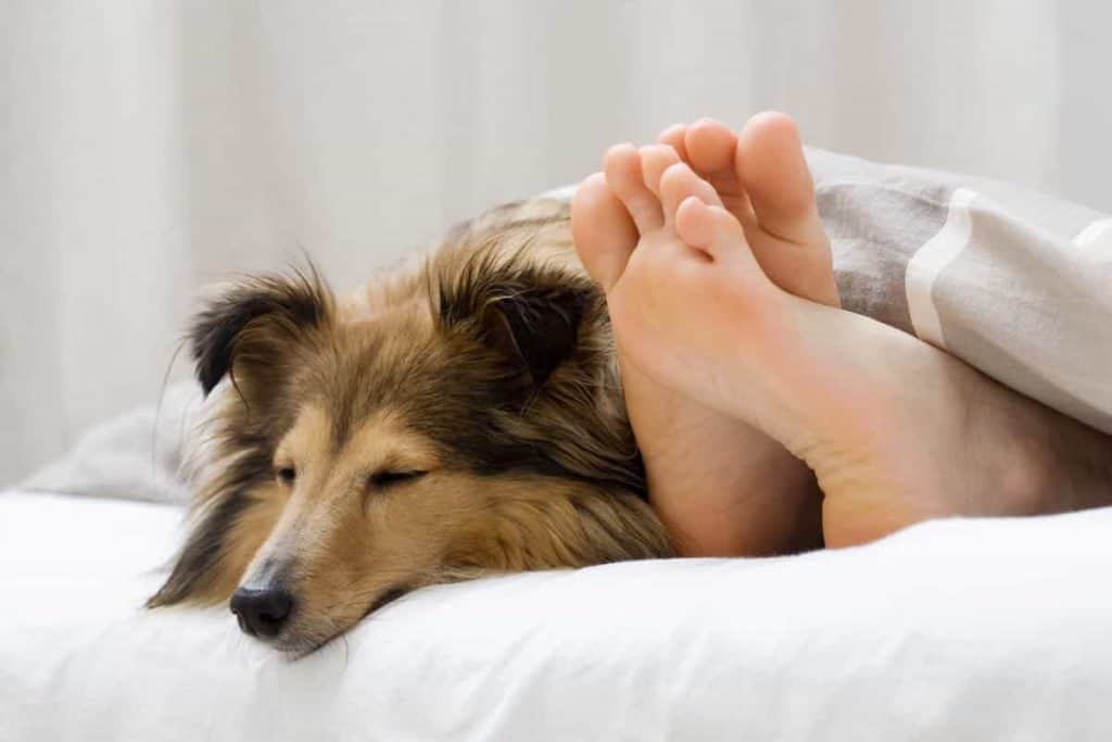 Why Do Dogs Lick Feet? PUPPYFAQS