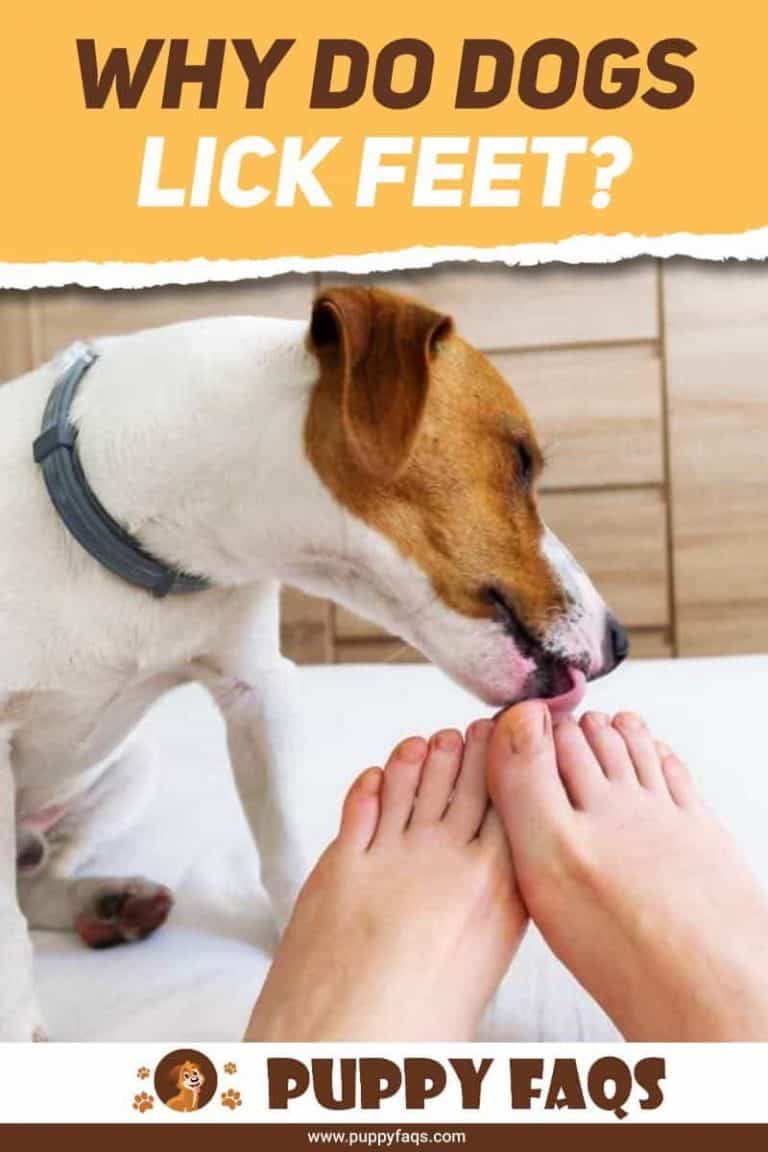 Why Do Dogs Lick Feet? PUPPYFAQS