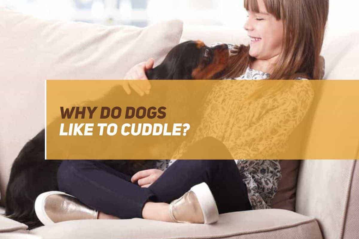 why do dogs like to cuddle