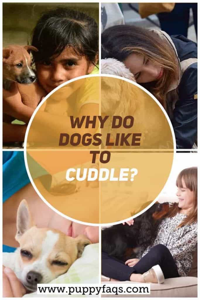 Why Do Dogs Like To Cuddle? PUPPYFAQS